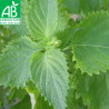 SHISO VERT - Graines BIO | Ferme de Sainte Marthe | Graines et Bio