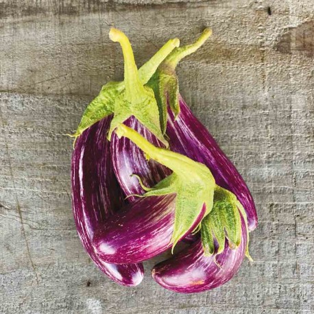 AUBERGINE GRECQUE Tsakoniki - Graines BIO | Ferme de Sainte Marthe | Graines et Bio AUBERGINE GRECQUE Tsakoniki - Graines BIO | Ferme de Sainte Marthe | Graines et Bio