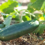 CONCOMBRE VERT LONG MARAÎCHER - Graines BIO | Ferme de Sainte Marthe | Graines et Bio