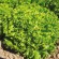 LAITUE À COUPER Lollo Bionda - Graines BIO