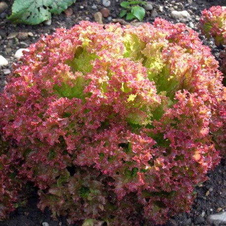LAITUE À COUPER Lollo Rossa - Graines BIO | Ferme de Sainte Marthe | Graines et Bio LAITUE À COUPER Lollo Rossa - Graines BIO | Ferme de Sainte Marthe | Graines et Bio