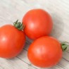 TOMATE SIBERIAN - Graines BIO | Ferme de Sainte Marthe | Graines et Bio