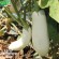 AUBERGINE LONGUE BLANCHE - Graines BIO
