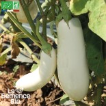 🍆 Graines d'AUBERGINE - AUBERGINE LONGUE BLANCHE - Graines BIO