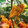 PIMENT HOT HABANERO ORANGE - Graines BIO | La Semence Bio | Graines et Bio