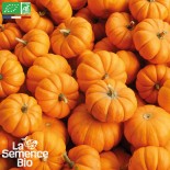🍑 Graines de COURGE - MINI COURGE JACK BE LITTLE - Graines BIO