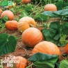 COURGE JACK O'LANTERN - Graines BIO | La Semence Bio | Graines et Bio