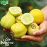 CONCOMBRE LEMON - Graines BIO | La Semence Bio | Graines et Bio