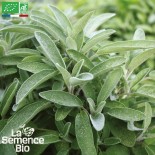 SAUGE - Graines BIO | La Semence Bio | Graines et Bio