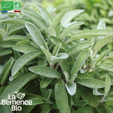 SAUGE - Graines BIO | La Semence Bio | Graines et Bio SAUGE - Graines BIO | La Semence Bio | Graines et Bio