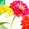 ZINNIA Élégans - Graines BIO | Ferme de Sainte Marthe | Graines et Bio