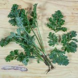 ABSINTHE - Graines BIO | KOKOPELLI | Graines et Bio