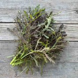 MOUTARDE INDIENNE Purple Frills - Graines BIO | Ferme de Sainte Marthe | Graines et Bio