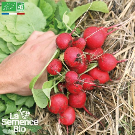 RADIS ROND RAXE - Graines BIO | La Semence Bio | Graines et Bio RADIS ROND RAXE - Graines BIO | La Semence Bio | Graines et Bio