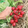 RADIS ROND RAXE - Graines BIO | La Semence Bio | Graines et Bio