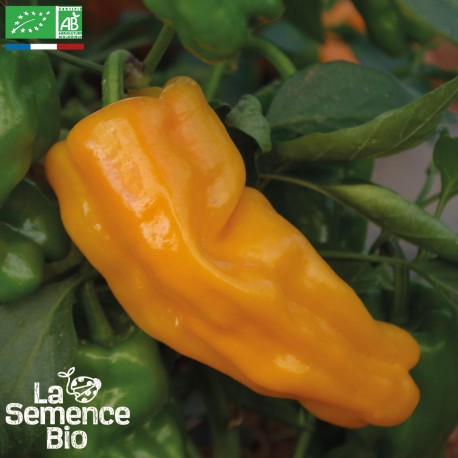 POIVRON PETIT MARSEILLAIS - Graines BIO | La Semence Bio | Graines et Bio