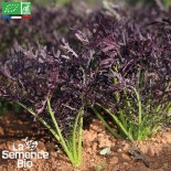 🥬 Graines de MESCLUN - JEUNES POUSSES MIZUNA Rouge - Graines BIO