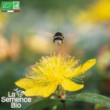 🌸 Graines FLEURS COMESTIBLES - MILLEPERTUIS Topas - Graines BIO