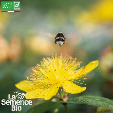 MILLEPERTUIS Topas - Graines BIO |  | Graines et Bio