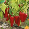 POIVRON CORNO DI TORO Rosso - Graines BIO | La Semence Bio | Graines et Bio