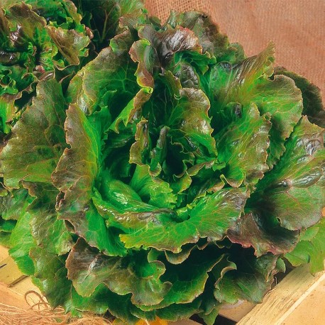 LAITUE POMMÉE MERVEILLE DES 4 SAISONS - Graines BIO | Ernest Turc | Graines et Bio