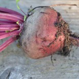 🌱 Graines de BETTERAVE - BETTERAVE DE DETROIT 2 - Graines BIO