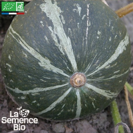 POTIMARRON GREEN HOKKAIDO - Graines BIO | La Semence Bio | Graines et Bio