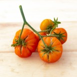 TOMATE STRIPED GERMAN - Graines BIO | KOKOPELLI | Graines et Bio