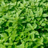 Graines de BASILIC - BASILIC NAIN LATINO VERT FIN - Graines BIO