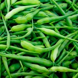 RADIS SERPENT - Graines BIO