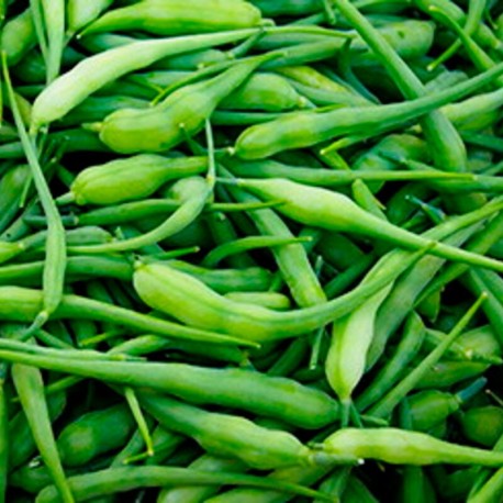 RADIS SERPENT - Graines BIO | KOKOPELLI | Graines et Bio