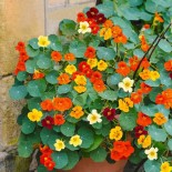 Cadeau Jardinier Noël: Tablier de Jardin et Graines Bio |  | Graines et Bio