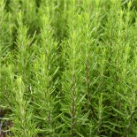 PACK "Bouquet Garni" - Graines Bio |  | Graines et Bio