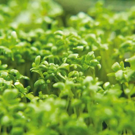 CRESSON ALÉNOIS - Graines BIO | Ferme de Sainte Marthe | Graines et Bio
