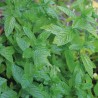 MENTHE POIVRÉE - Graines BIO PRÉSEMÉ | Ernest Turc | Graines et Bio