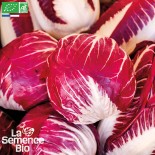 CHICORÉE ROUGE DE VÉRONE - Graines BIO | La Semence Bio | Graines et Bio