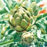 ARTICHAUT IMPERIAL STAR - Graines BIO | Ferme de Sainte Marthe | Graines et Bio
