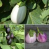 AUBERGINES RONDES: 3 variétés en Mélange - Graines BIO | Ferme de Sainte Marthe | Graines et Bio
