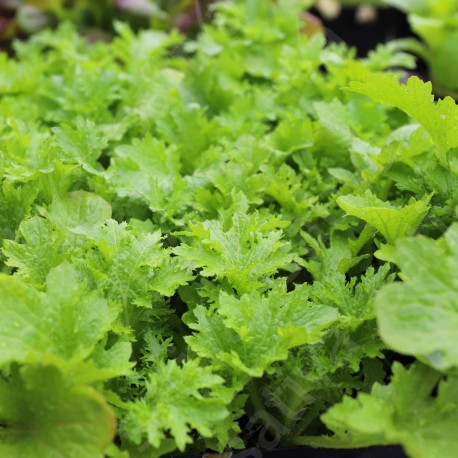 WASABINO - Graines BIO | Sativa | Graines et Bio