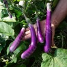 AUBERGINE PINK LADY - Graines BIO | Sativa | Graines et Bio