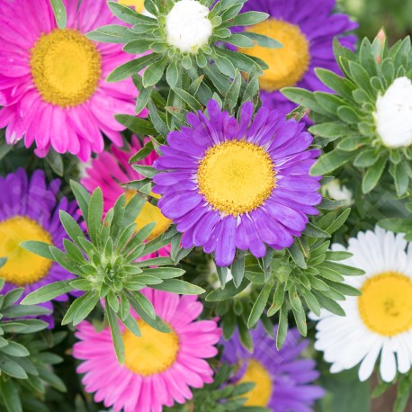 REINE MARGUERITE - Graines BIO | Sativa | Graines et Bio