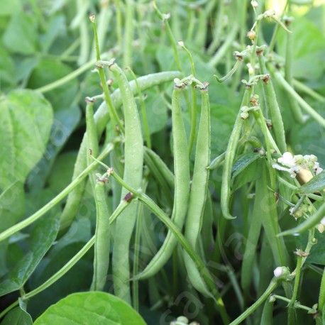 HARICOT NAIN MANGETOUT SANS FIL Maxi - Graines BIO | Sativa | Graines et Bio