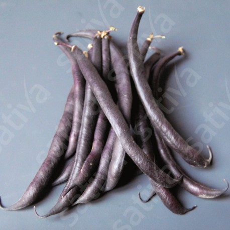 HARICOT NAIN Purple Queen - Graines BIO | Sativa | Graines et Bio