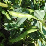 FÈVE à LONGUES COSSES...