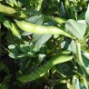 FÈVE à LONGUES COSSES Aquadulce - Graines BIO | Sativa | Graines et Bio