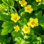 🌿 Graines AROMATIQUES et MEDICINALES - BENOITE COMMUNE - Graines BIO