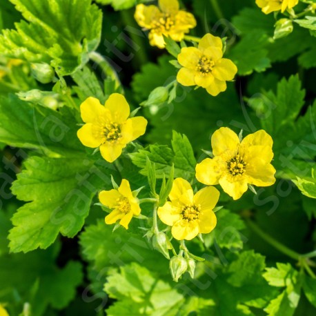 BENOITE COMMUNE - Graines BIO | Sativa | Graines et Bio