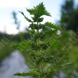 PLANTES COMPAGNES - ORTIE BRÛLANTE ou Petite ORTIE - Graines BIO
