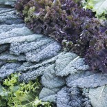 🥦 Graines de CHOU et BROCOLI - CHOUX KALE ou CHOUX FRISÉS en Mélange - Graines BIO