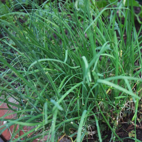 CIBOULAIL - Graines BIO | Sativa | Graines et Bio